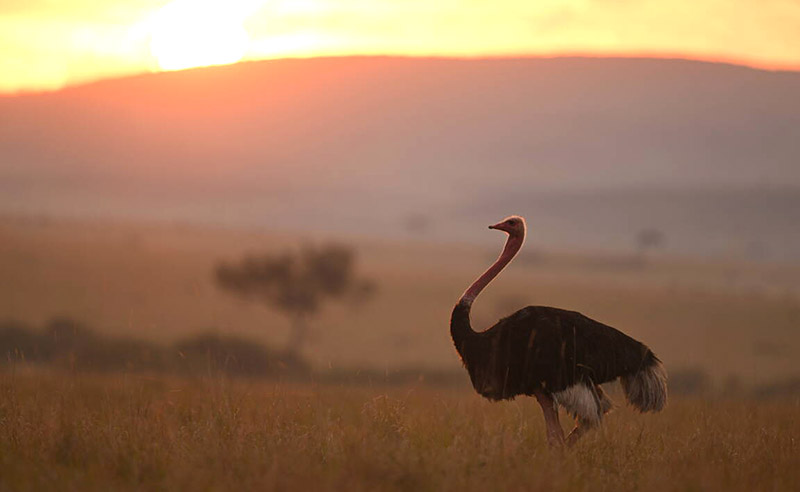 Emu a szafariban